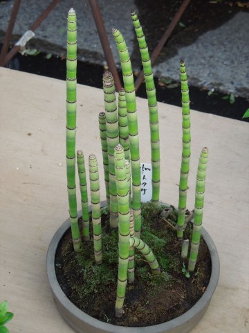 「木賊」（とくさ）とはこんな植物。細かく縦筋の入った堅い表皮が研磨材として使われたためこの名（＝研草）がついたそうです。ちなみに私はこの名前を知る前はニョロニョロと呼んでいました(^_^;